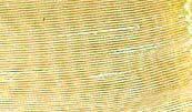 TESSUTO ORG.DOLLY 110CM. ORO