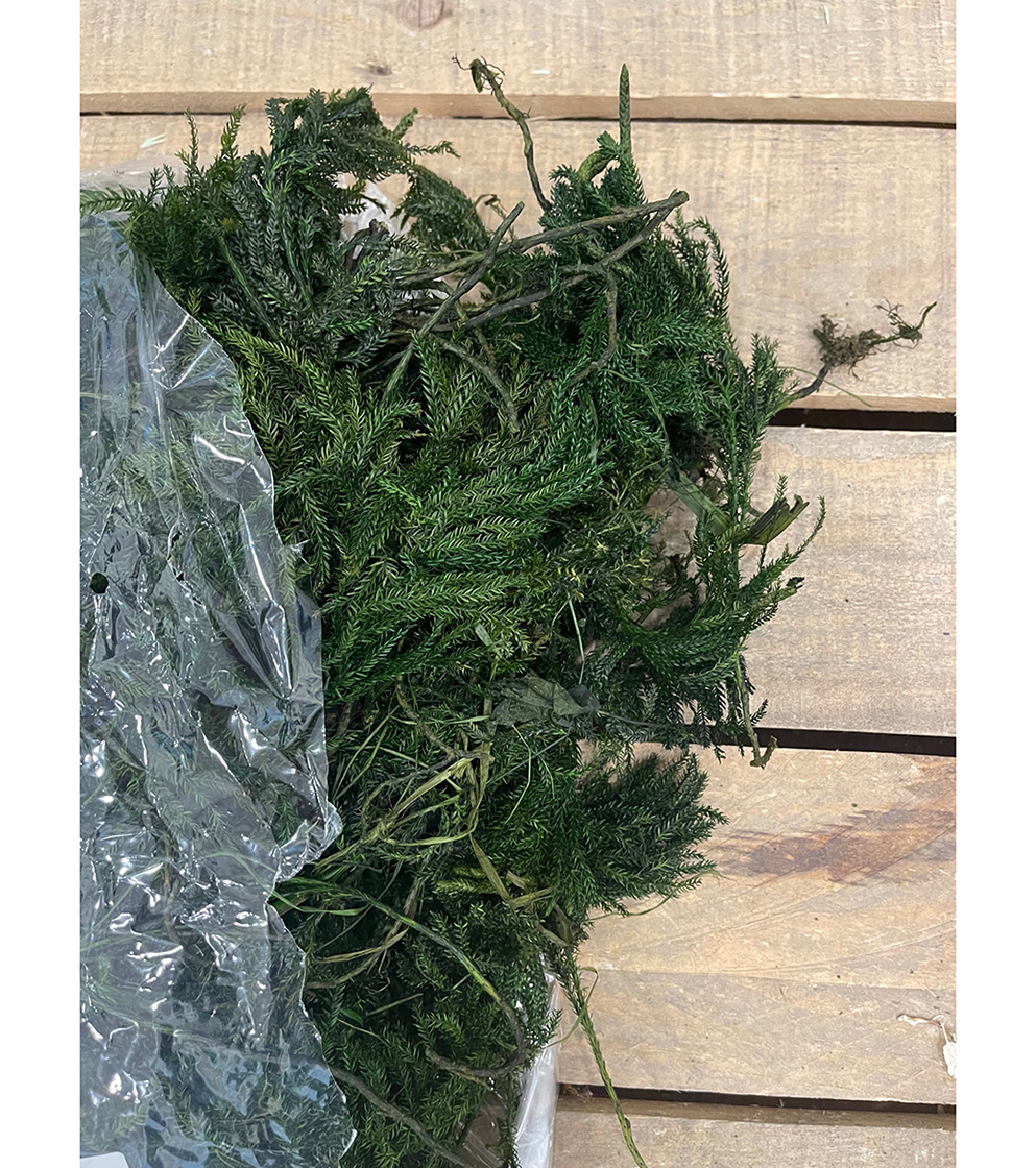 LYCOPODIUM 500GR. VERDE