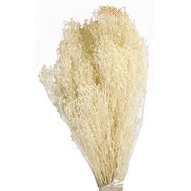 BROOM BLOOMS 100GR. BIANCO
