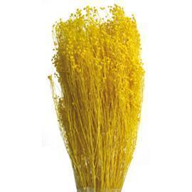 BROOM BLOOMS 100GR. GIALLO ORO
