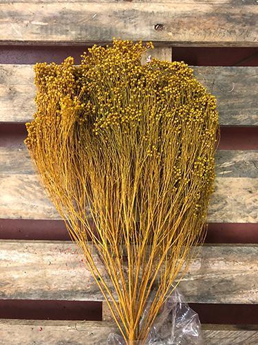 BROOM BLOOMS 100GR.OCRA/SENAPE