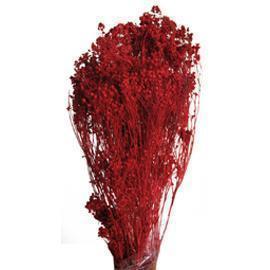 BROOM BLOOMS 100GR.ROSSO