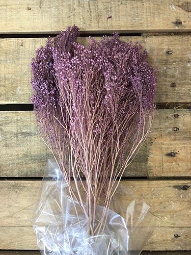 BROOM BLOOMS 100GR. MILKA