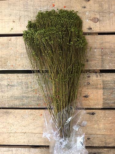 BROOM BLOOMS 100GR.OLIVA