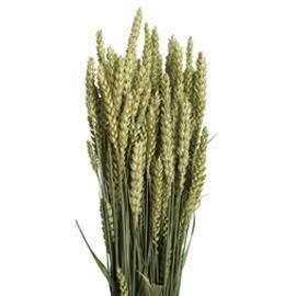 TARWE 200GR. NATURAL GREEN
