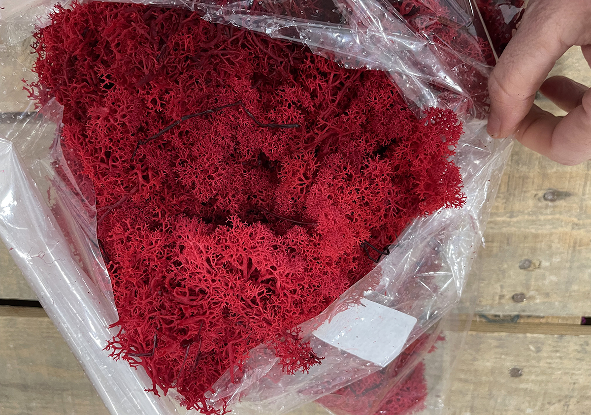 MUSCHIO NORDICO 500GR. ROSSO