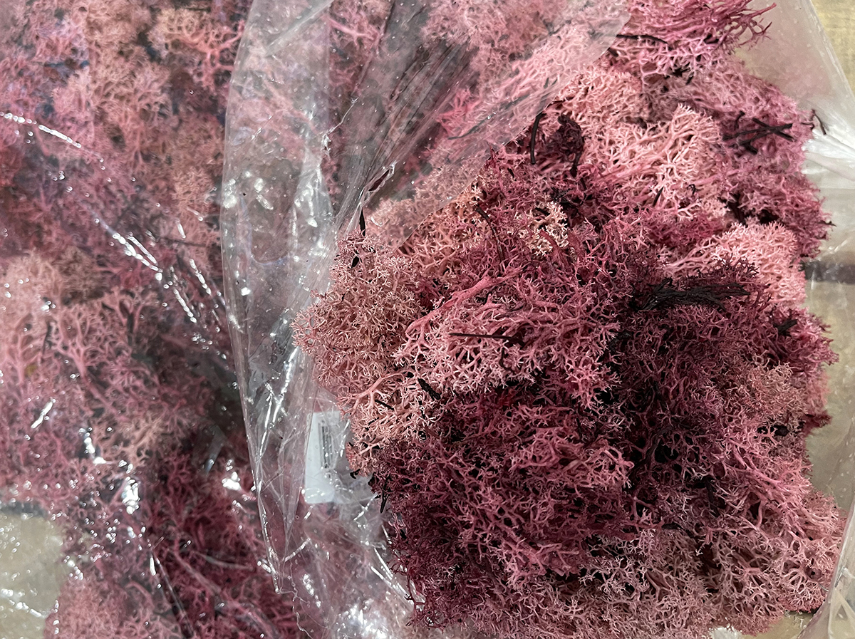 MUSCHIO NORDICO 500GR. ROSA