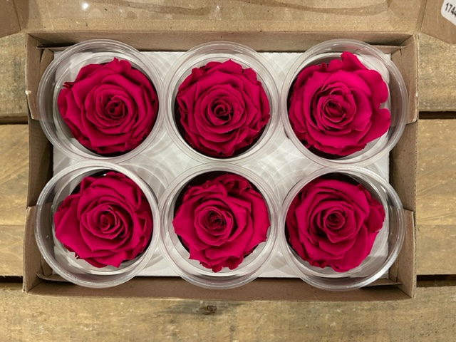 ROSE STABILIZZ.6PZ. XL PIN-03 ---NETTO-----------