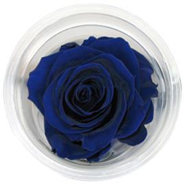 ROSE STABILIZZ.6PZ. XL BLU-03 ---NETTO-----------