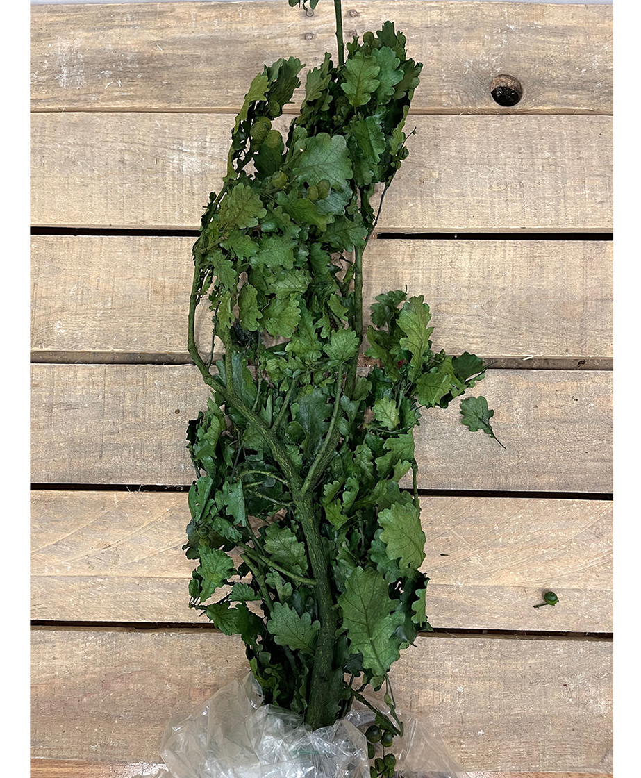 QUERCIA X 500GR.VERDE