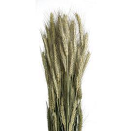 TRITICALE AVENA 170GR. NATURALE