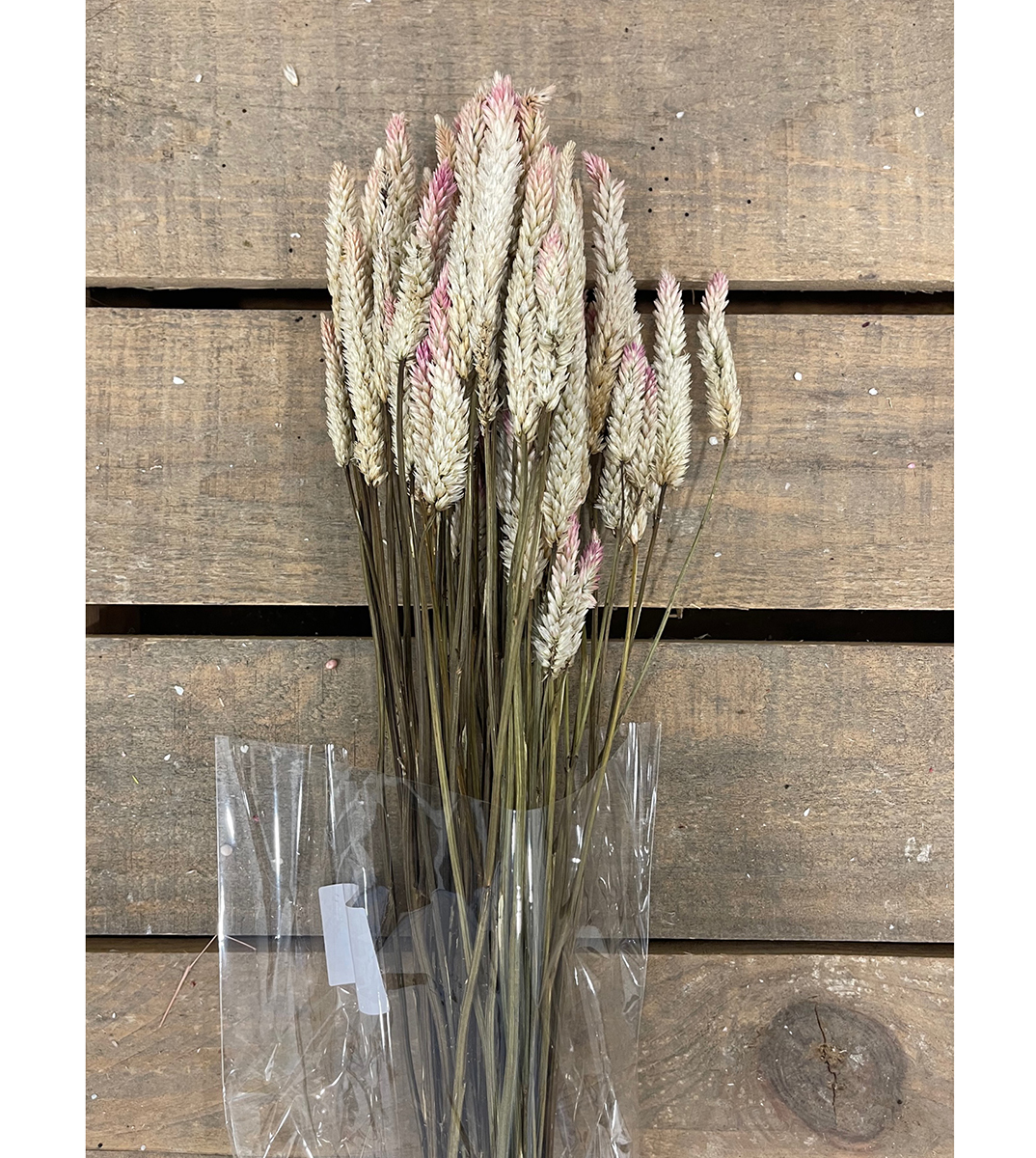 CELOSIA MINI 70CM. NATURALE