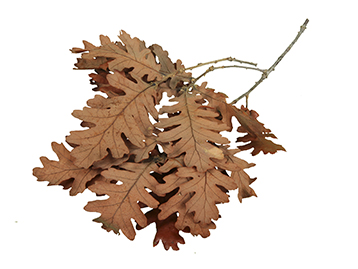 QUERCIA STABILIZZATA 400GR. ORANGE