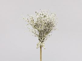 IRON BUSH 10CM. X5PZ. W/STICK GREEN WAX