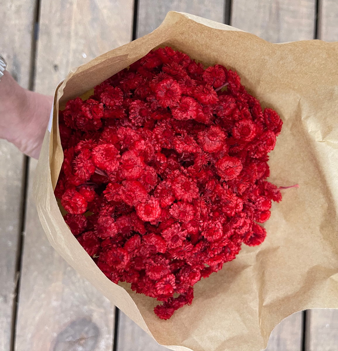 IMMORTELLEN INCARTATO 50GR. 33CM. ROSSO