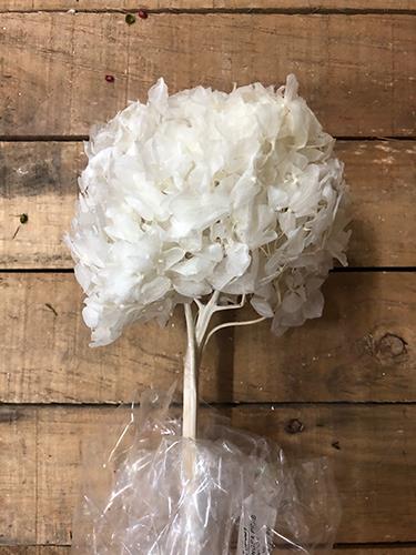 HYDRANGEA PRES. H30/35CM. BIANCO