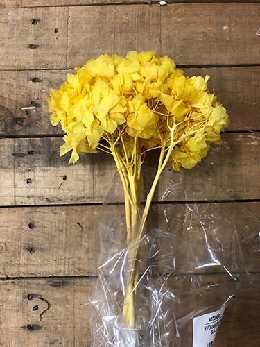 HYDRANGEA PRES. H30/35CM. GIALLO