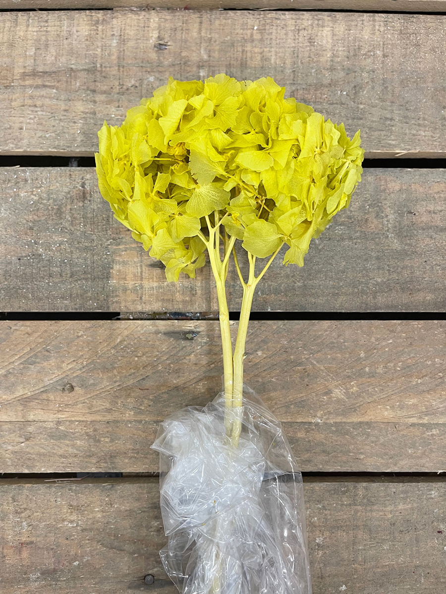 HYDRANGEA PRES. H30/35CM. LIMETTE