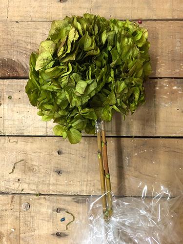 HYDRANGEA PRES. H30/35CM. MELA