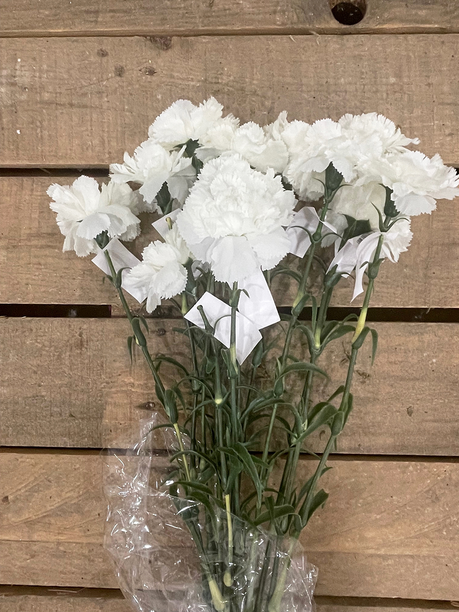GAROFANO SING. WHITE