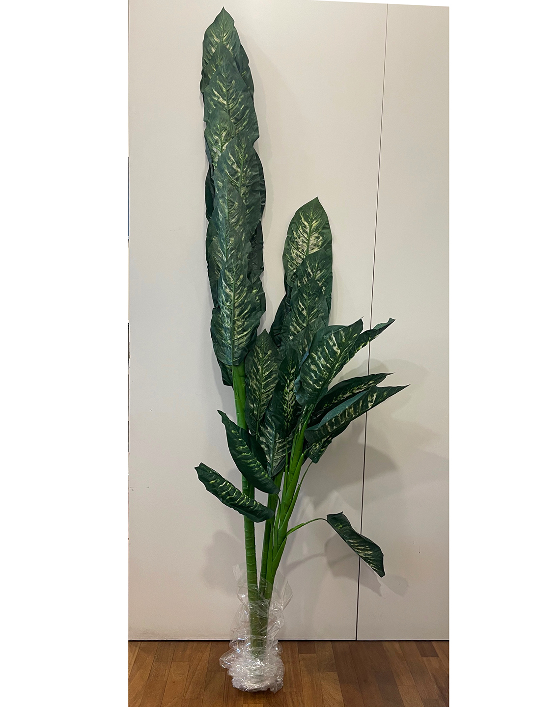 PIANTA DIEFFENBACHIA H210CM. VERDE