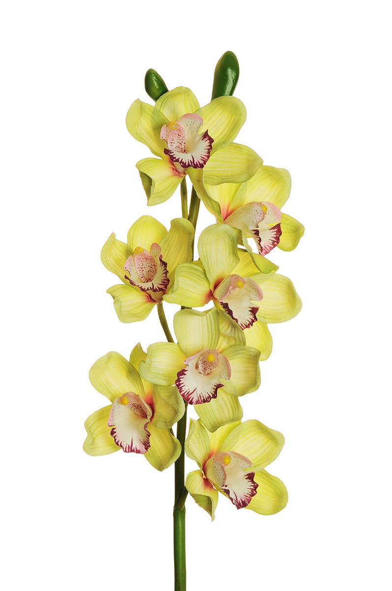 CYMBIDIUM SPRAY 7FIORI REAL TOUCH 77CM. VERDE CH.