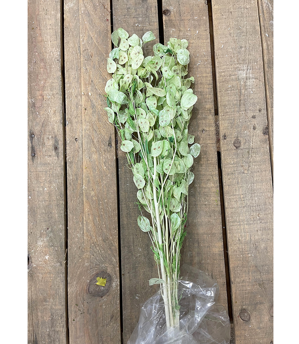 LUNARIA RAMI 40GR. PISTACCHIO