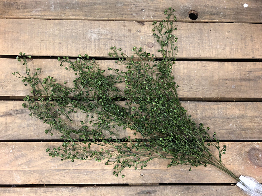 CAPER BUSH VINE 93CM. GREEN