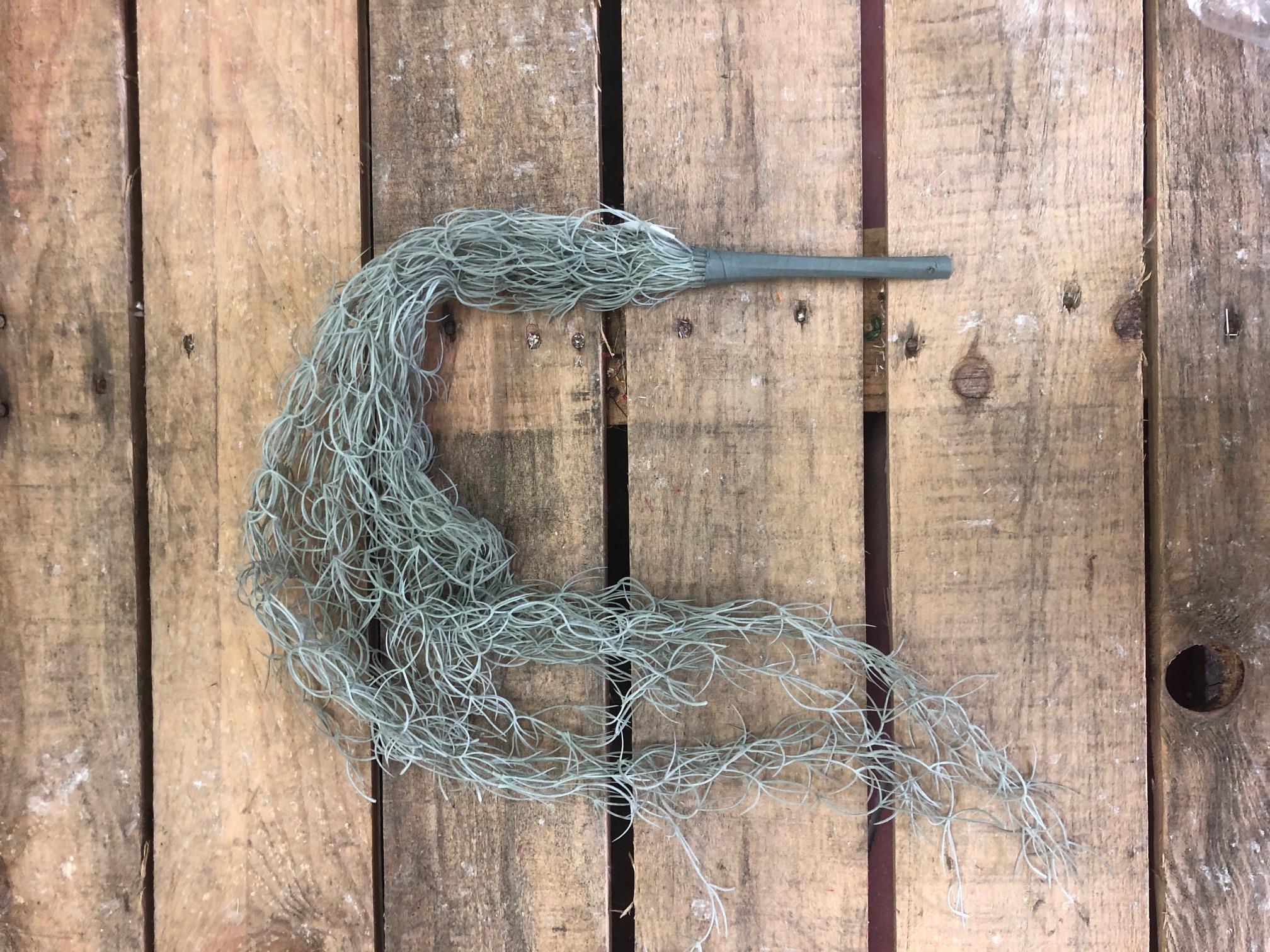 TILLANSIA CADENTE H.86CM