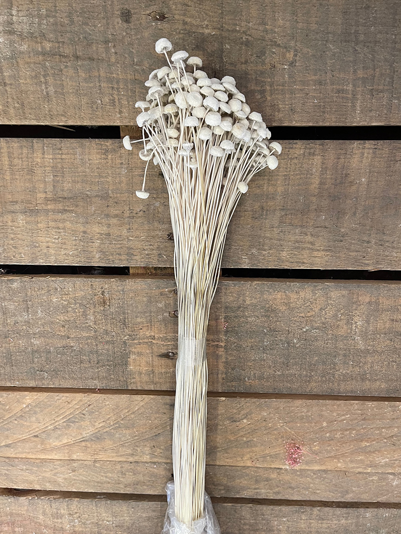 BOTAO BRANCO 100GR. BIANCO