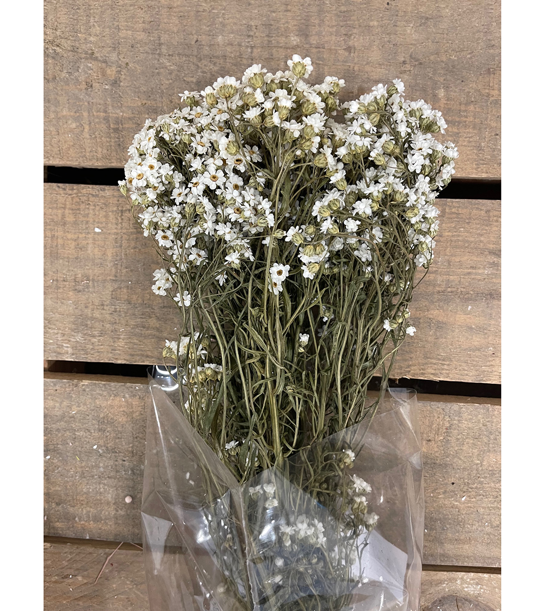 IXODIA EXTRA 10PZ. 60CM. BIANCO NAT.