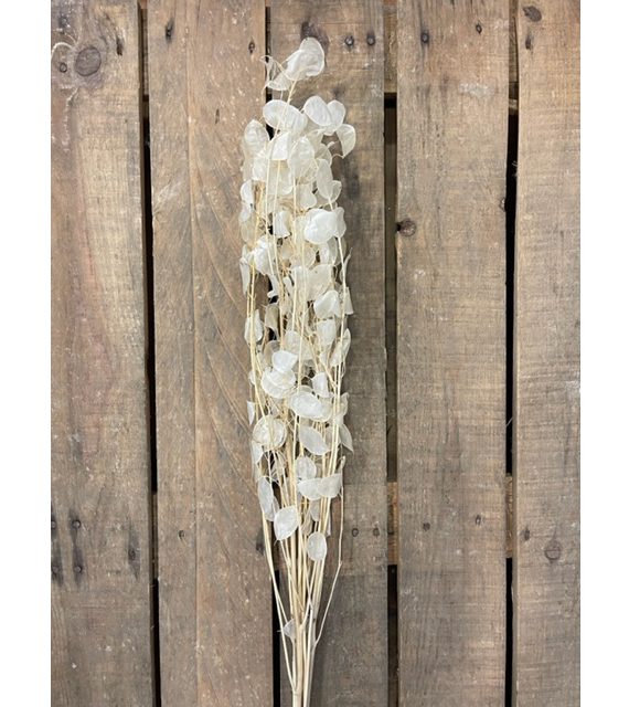 LUNARIA 75CM. BLEACHED DRIED