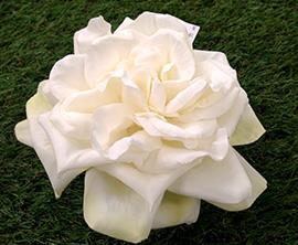 ROSA TEA GALLEG. 17CM.CREAM
