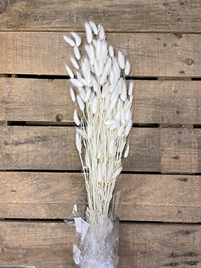 LAGURUS 100GR. BIANCO
