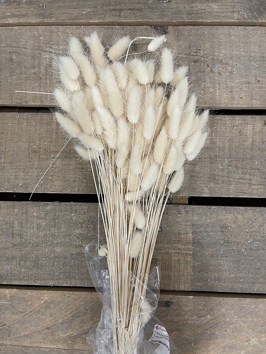 LAGURUS 100GR. AVORIO