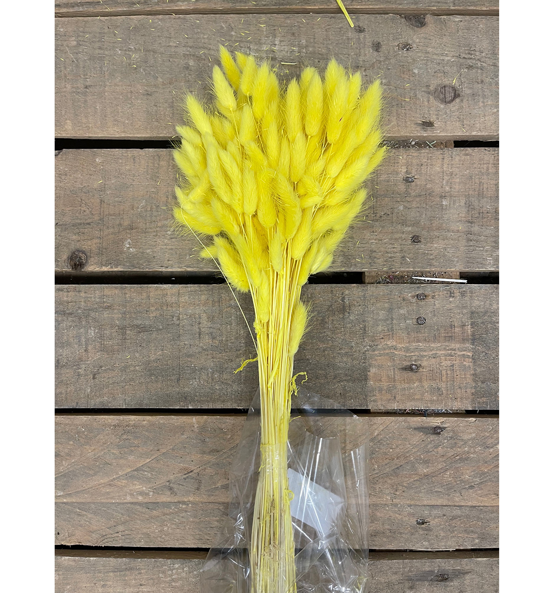 LAGURUS 100GR. GIALLO