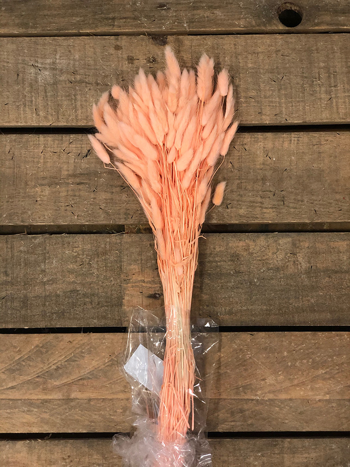 LAGURUS 100GR. MELONE