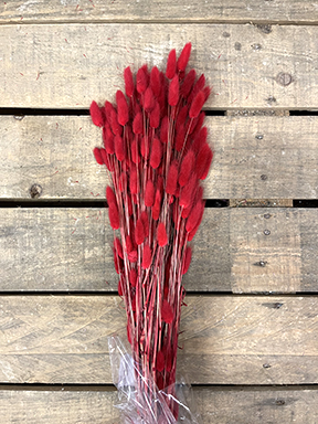 LAGURUS 100GR. ROSSO