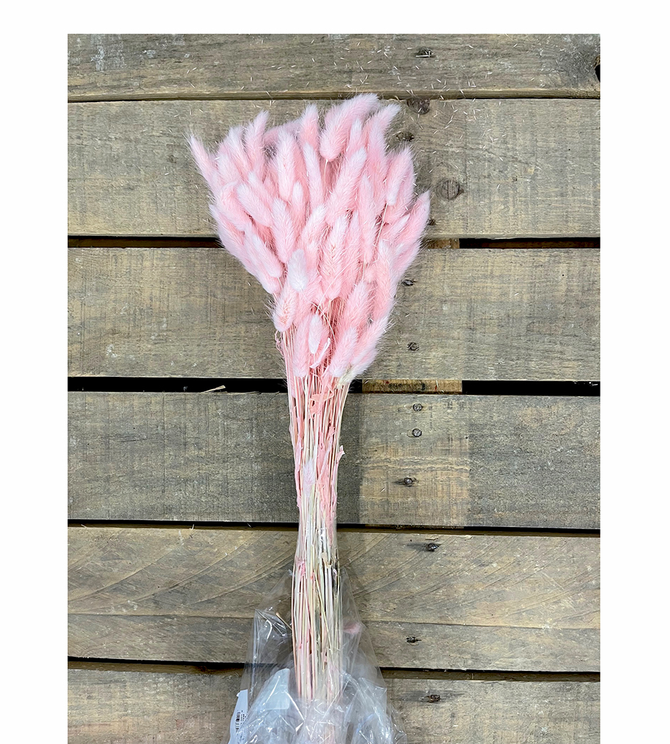 LAGURUS 100GR. ROSA