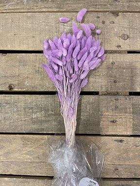 LAGURUS 100GR. FRESIA