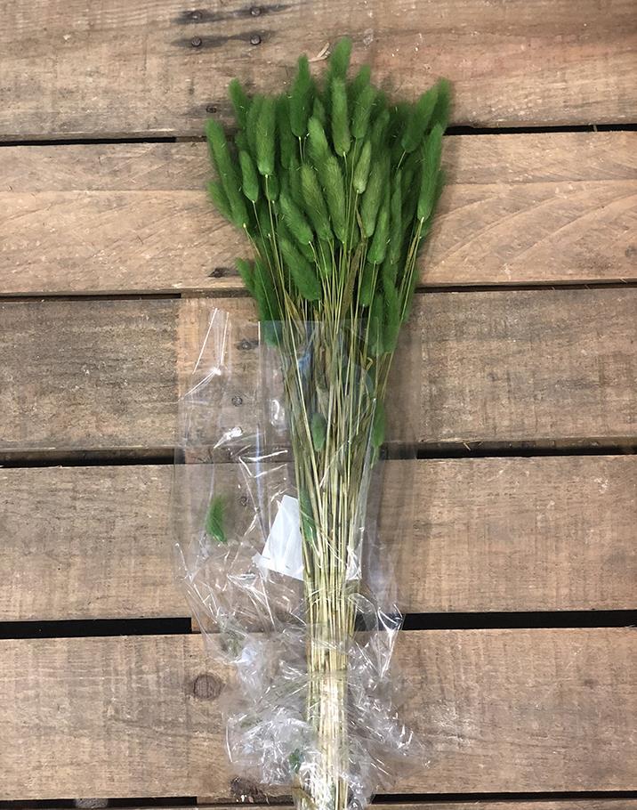 LAGURUS 100GR. VERDE