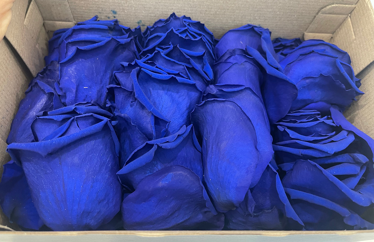 PETALI DI ROSA STABILIZZATI 380PZ. BLU-03 ---NETTO------