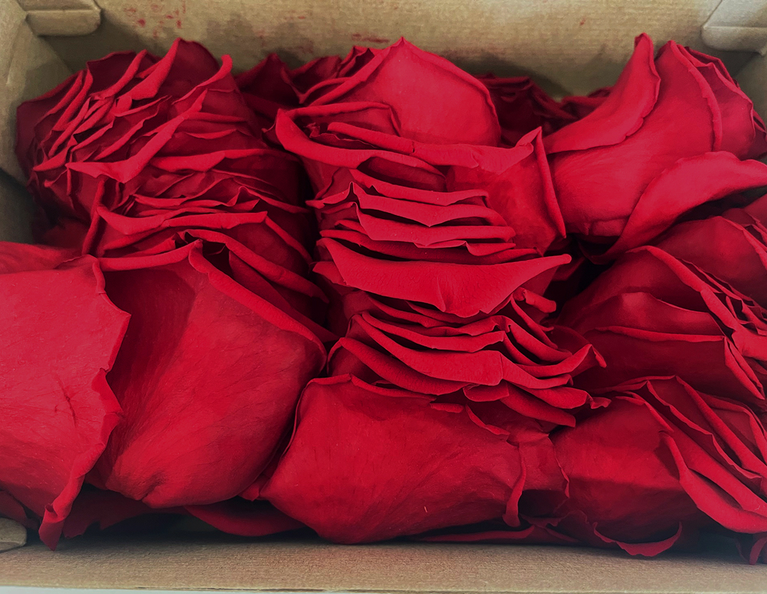 PETALI DI ROSA STABILIZZATI 380PZ. RED-01 ---NETTO------