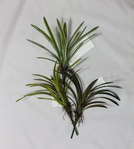 CORDYLINA PLANT 41CM. 3PZ.ASS.