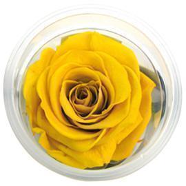 ROSE STABILIZZ.6PZ. LL GIALLO ---NETTO-------