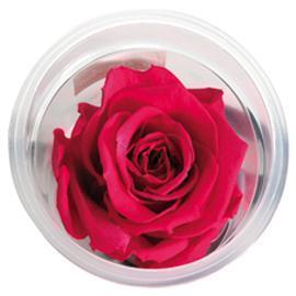 ROSE STABILIZZ.6PZ. LL FUXIA ---NETTO-------