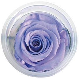 ROSE STABILIZZ.6PZ. LL LAVANDA  ---NETTO-------
