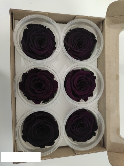 ROSE STABILIZZ.6PZ. L PUR ---NETTO-------