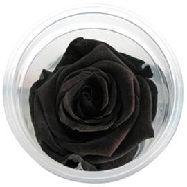 ROSE STABILIZZ.6PZ. LL NERO ---NETTO-------