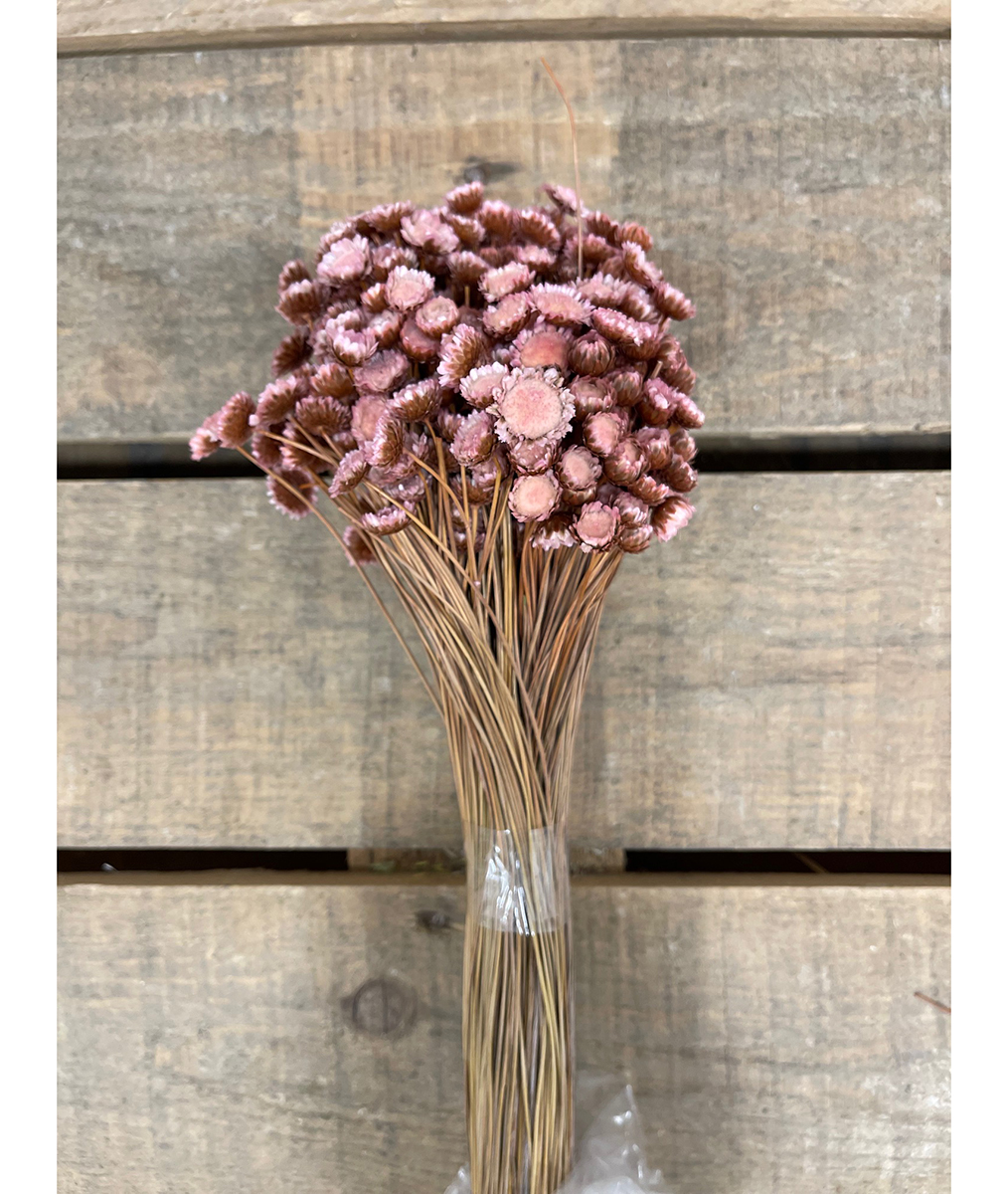 GLIXIA GIGANTE 100GR. 50CM. ROSA